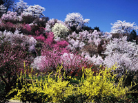 花見山公園