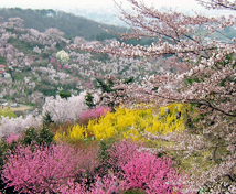 花見山