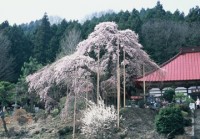 花三昧2時間コース